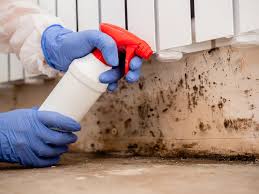 Why You Should Choose Our Mold Remediation Services in View Park Windsor Hills, CA